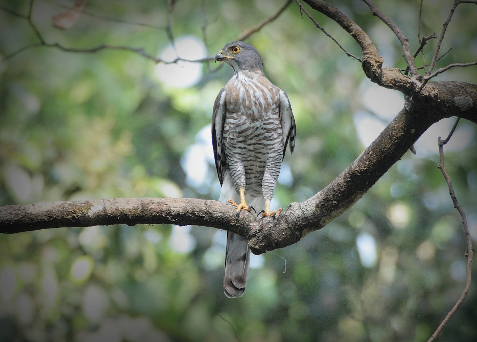 image Crested Goshawk